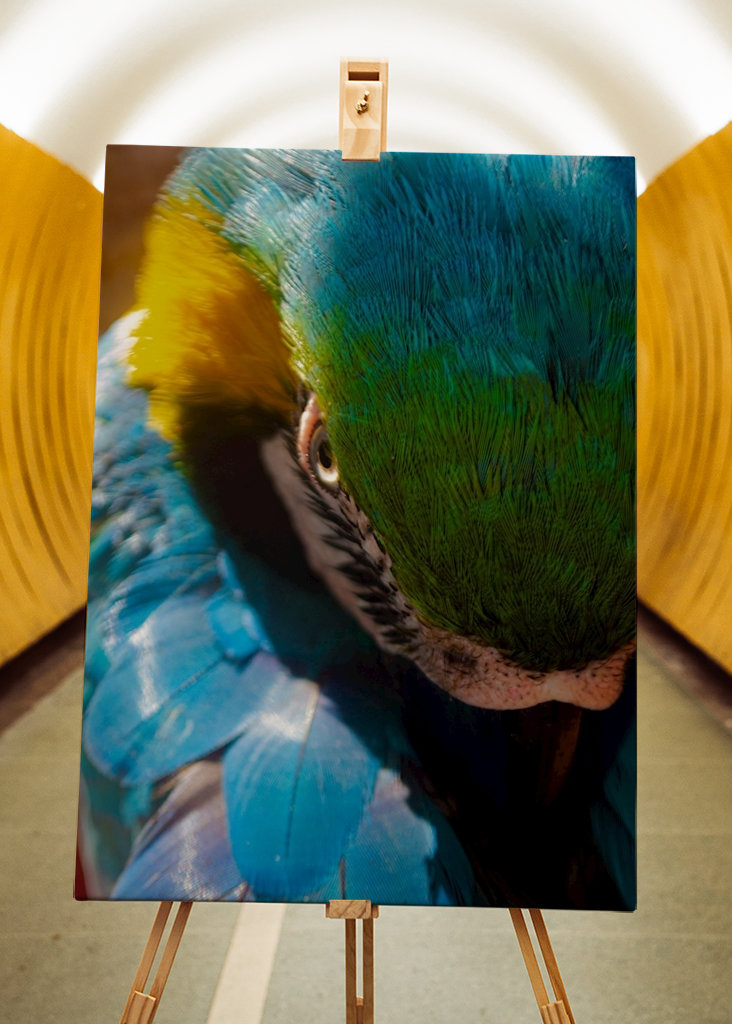 Guacamaya Kolumbianisch