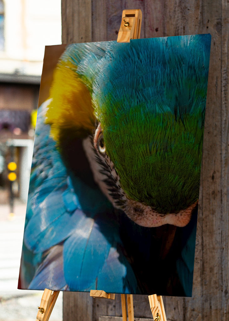 Guacamaya Kolumbianisch