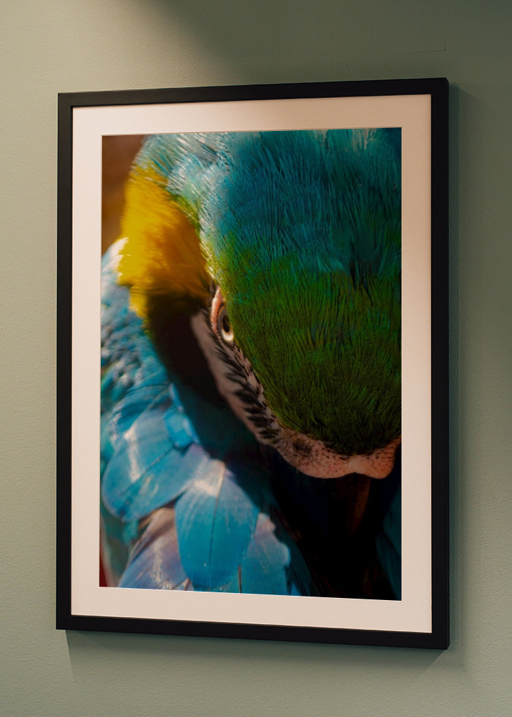 Guacamaya Kolumbianisch