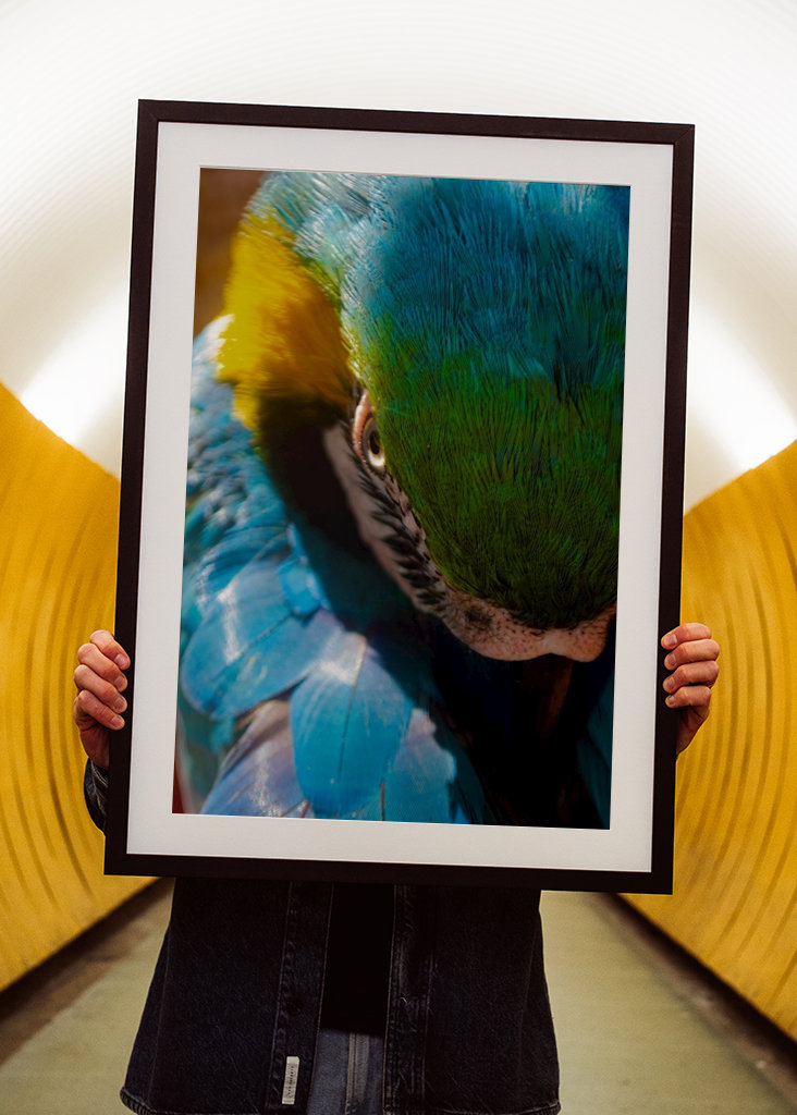 Guacamaya Kolumbianisch