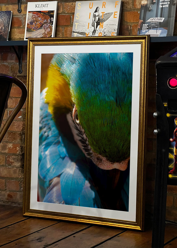 Guacamaya Kolumbianisch