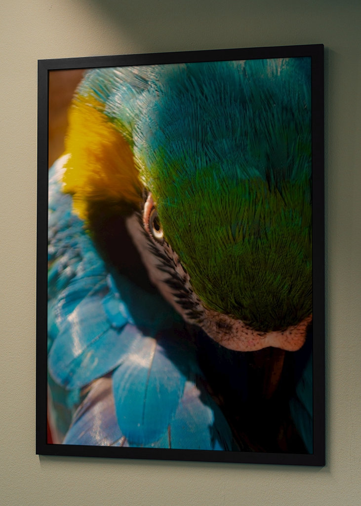 Guacamaya Kolumbianisch