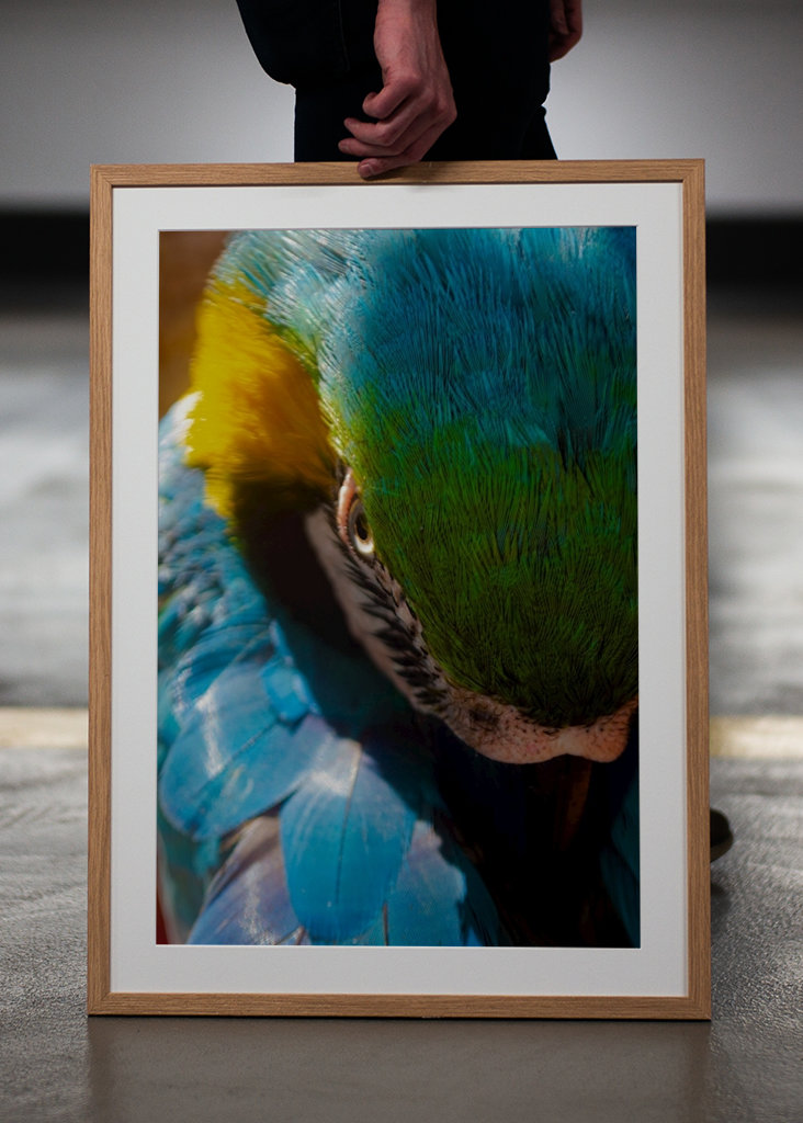 Guacamaya Kolumbianisch