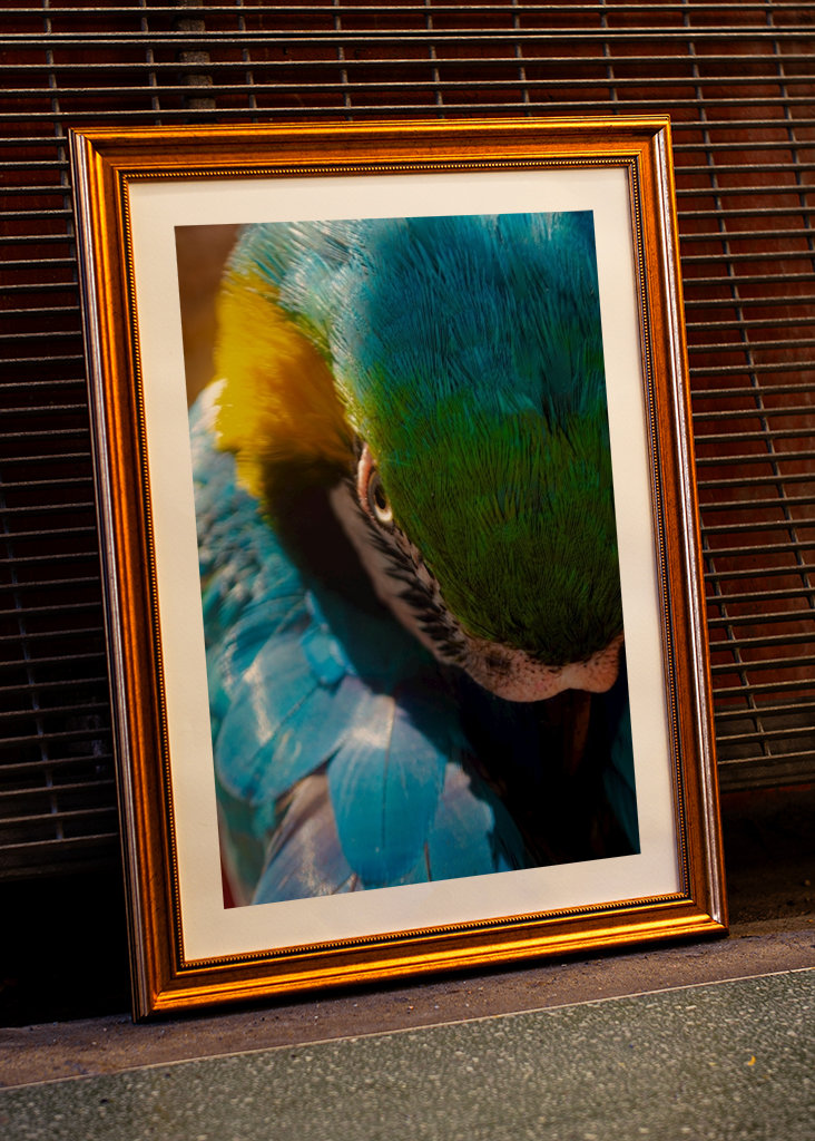 Guacamaya Kolumbianisch