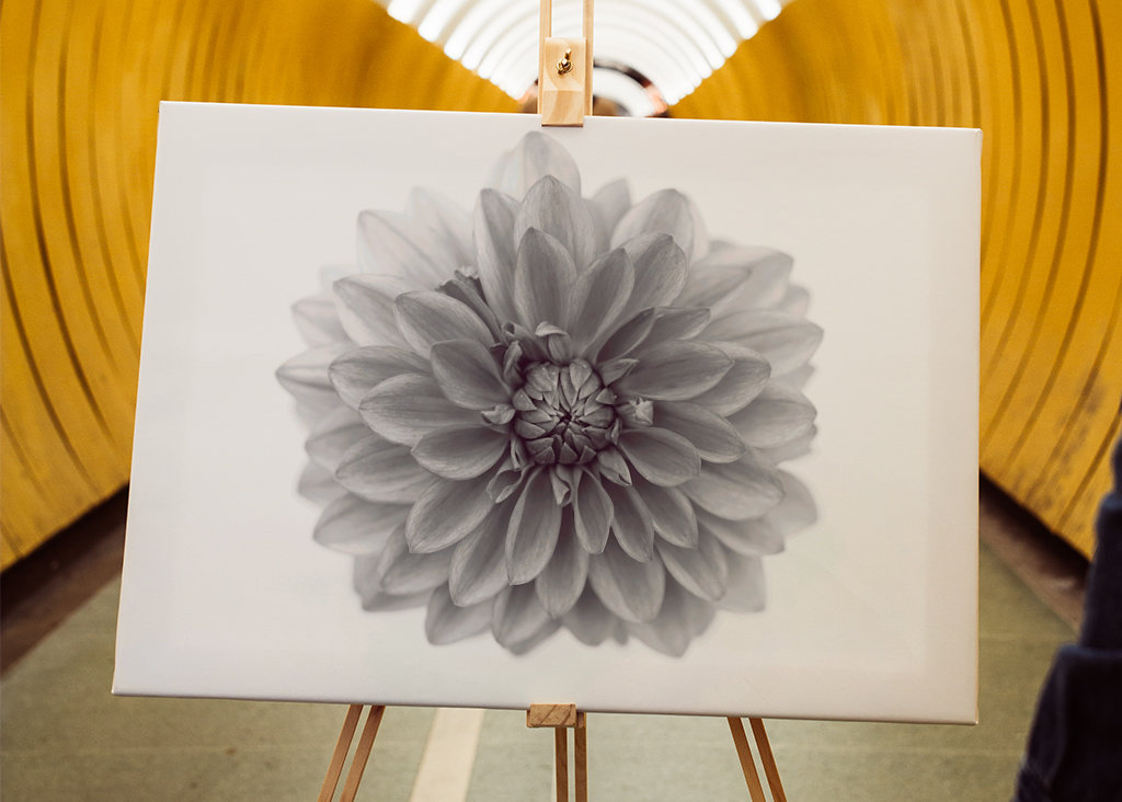 Aus Liebe zur Dahlie