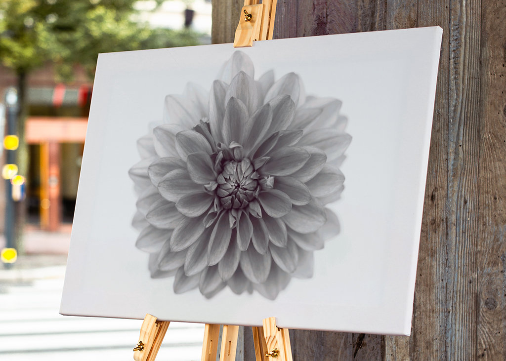 Aus Liebe zur Dahlie