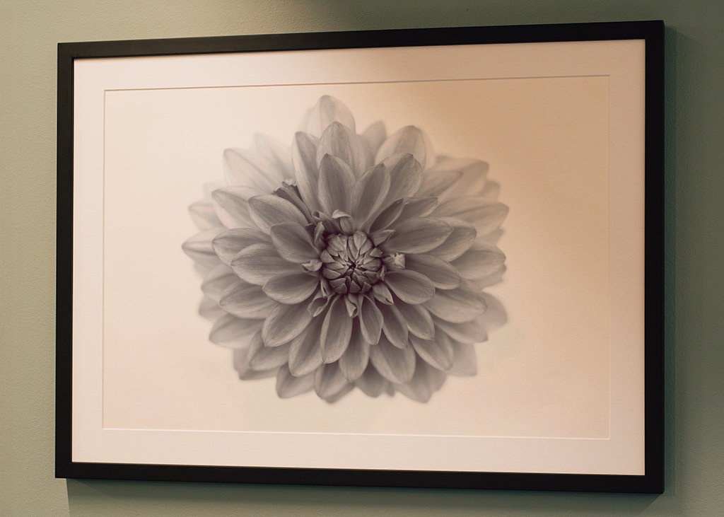 Aus Liebe zur Dahlie