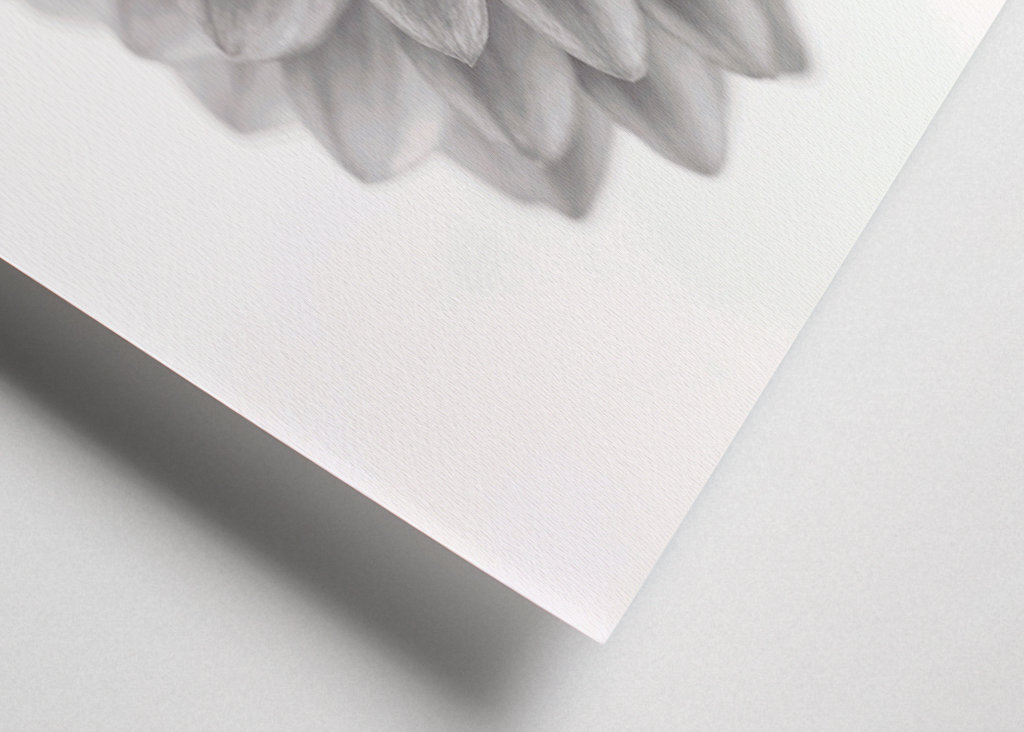 Aus Liebe zur Dahlie