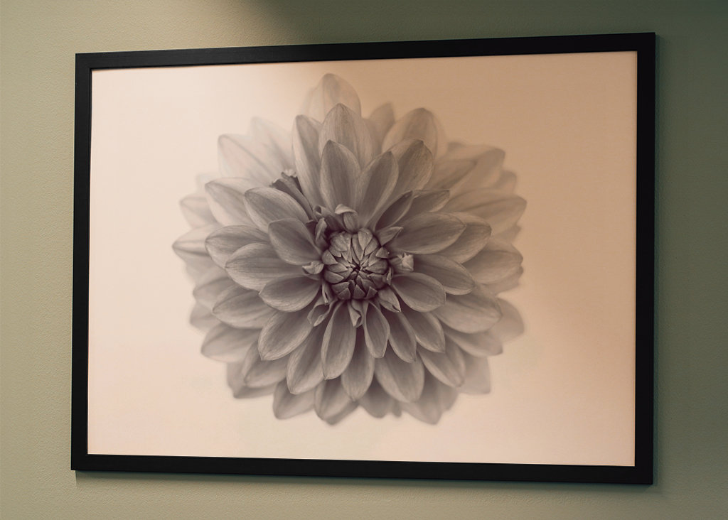 Aus Liebe zur Dahlie