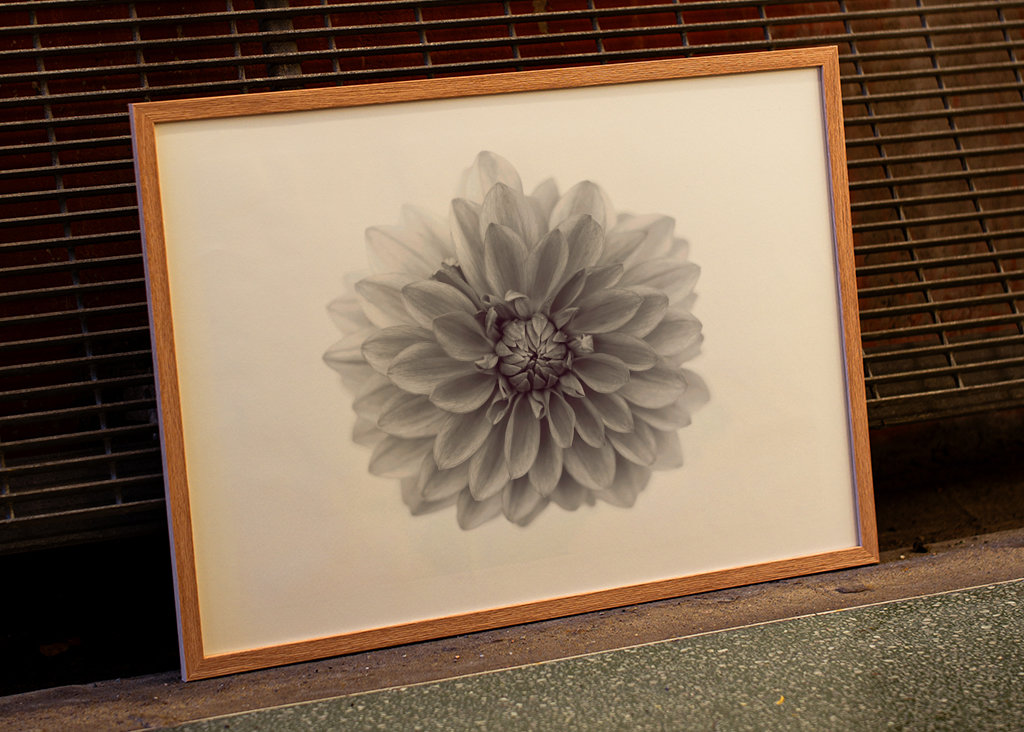 Aus Liebe zur Dahlie