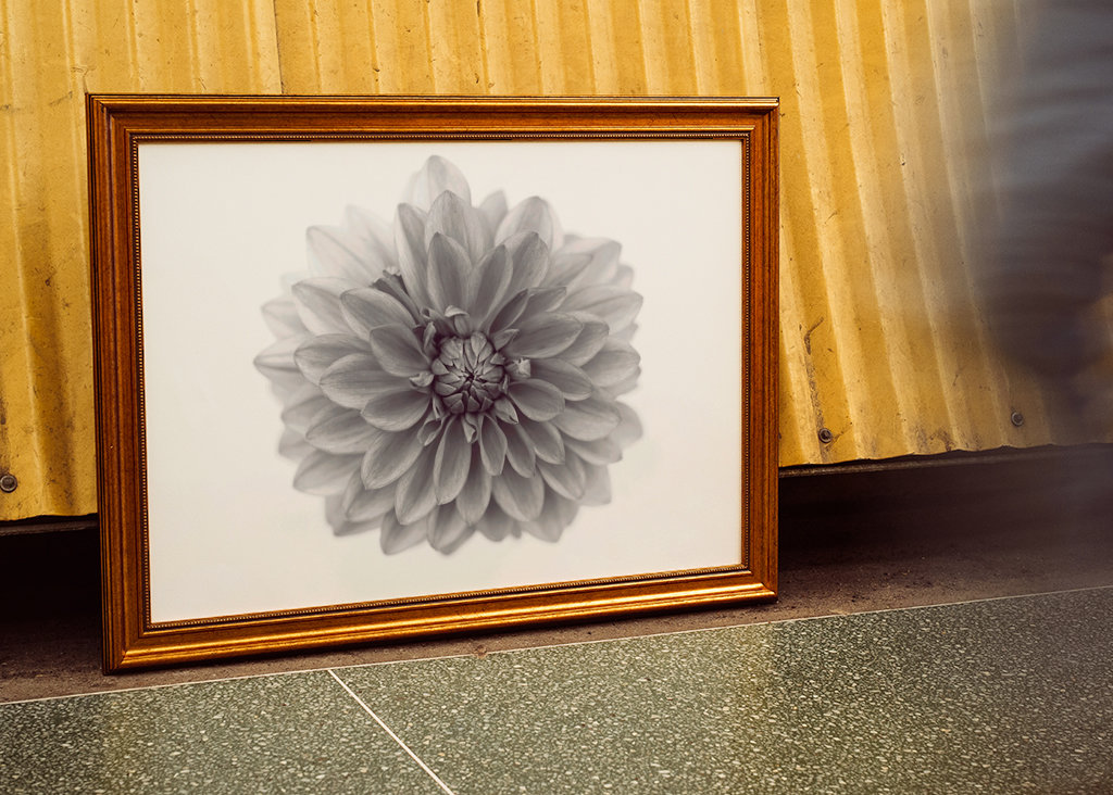 Aus Liebe zur Dahlie