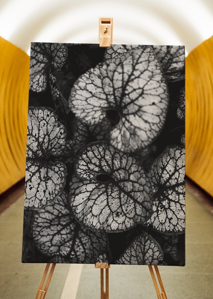 Černobílá rostlina