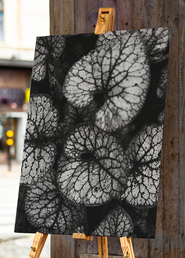 Černobílá rostlina