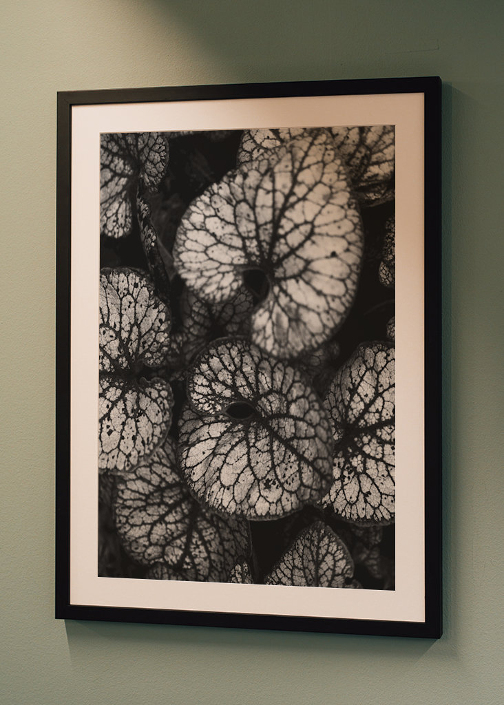 Černobílá rostlina