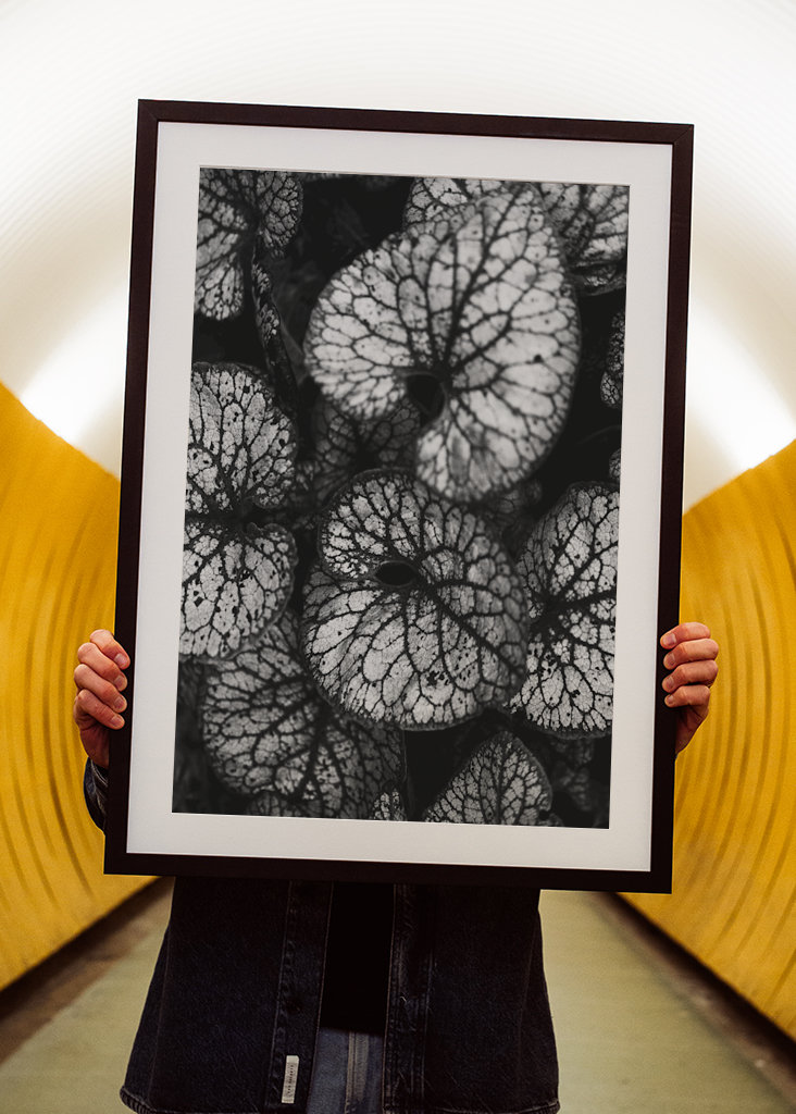 Černobílá rostlina