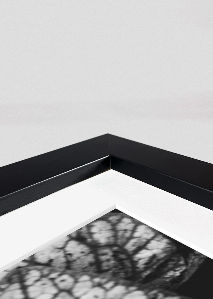 Černobílá rostlina