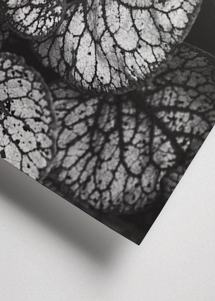 Černobílá rostlina