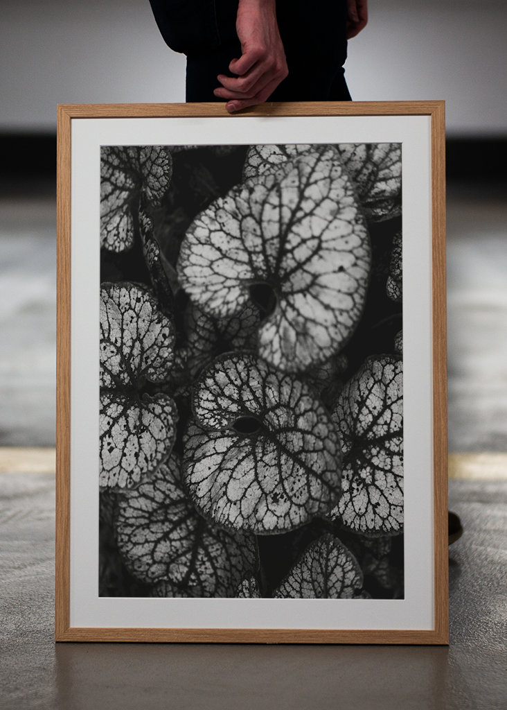 Černobílá rostlina