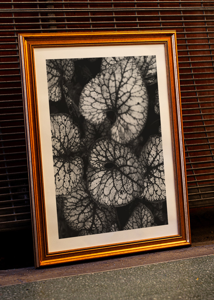 Černobílá rostlina