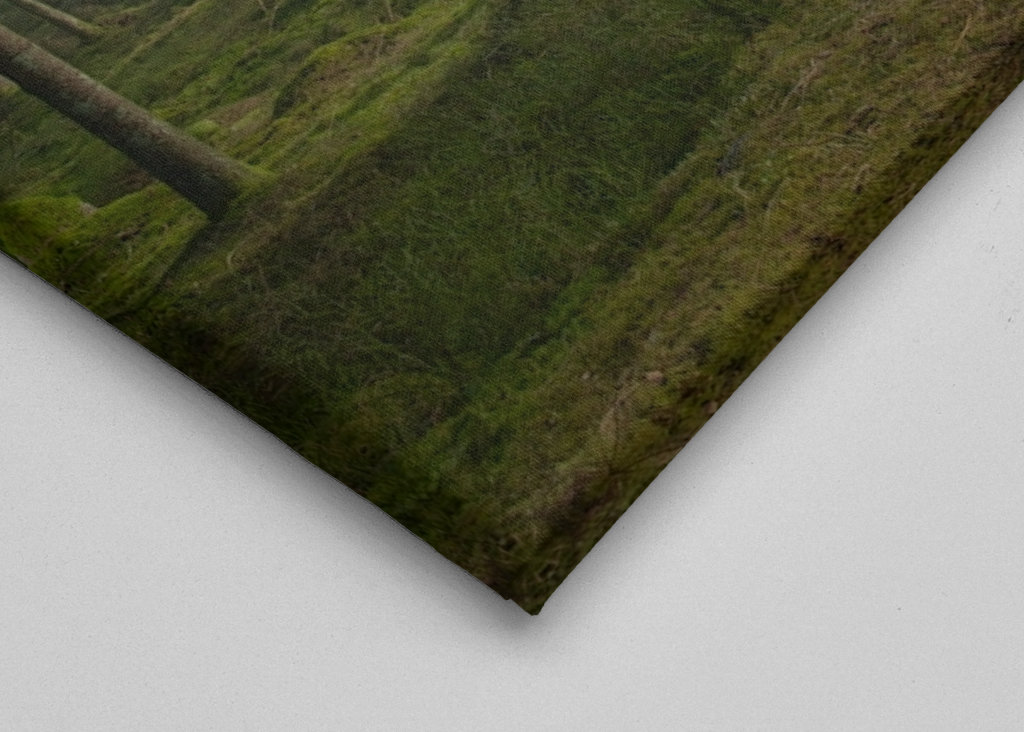 A morning in the woods