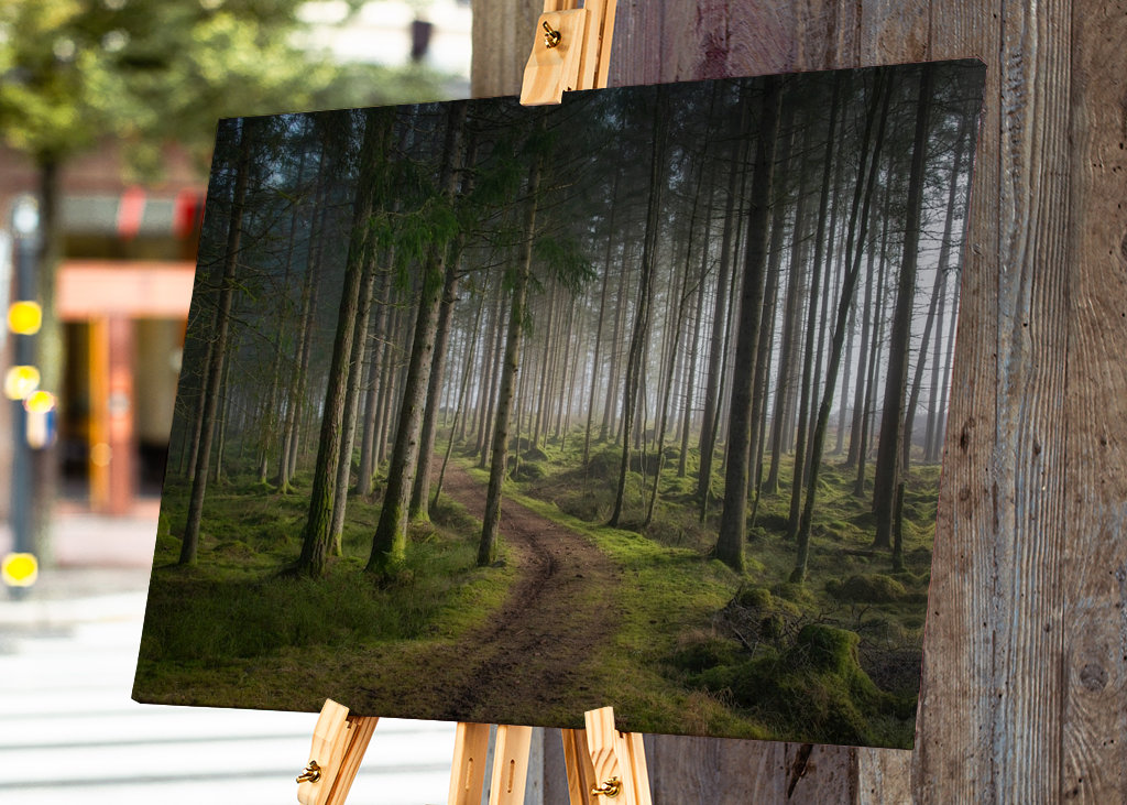 A morning in the woods