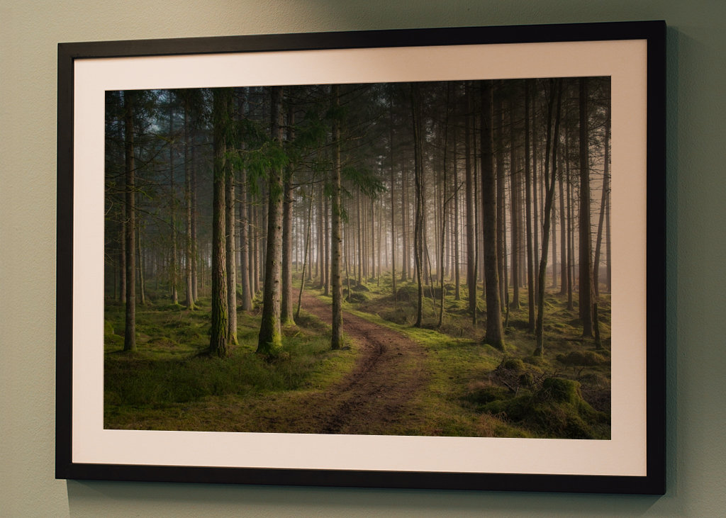 A morning in the woods