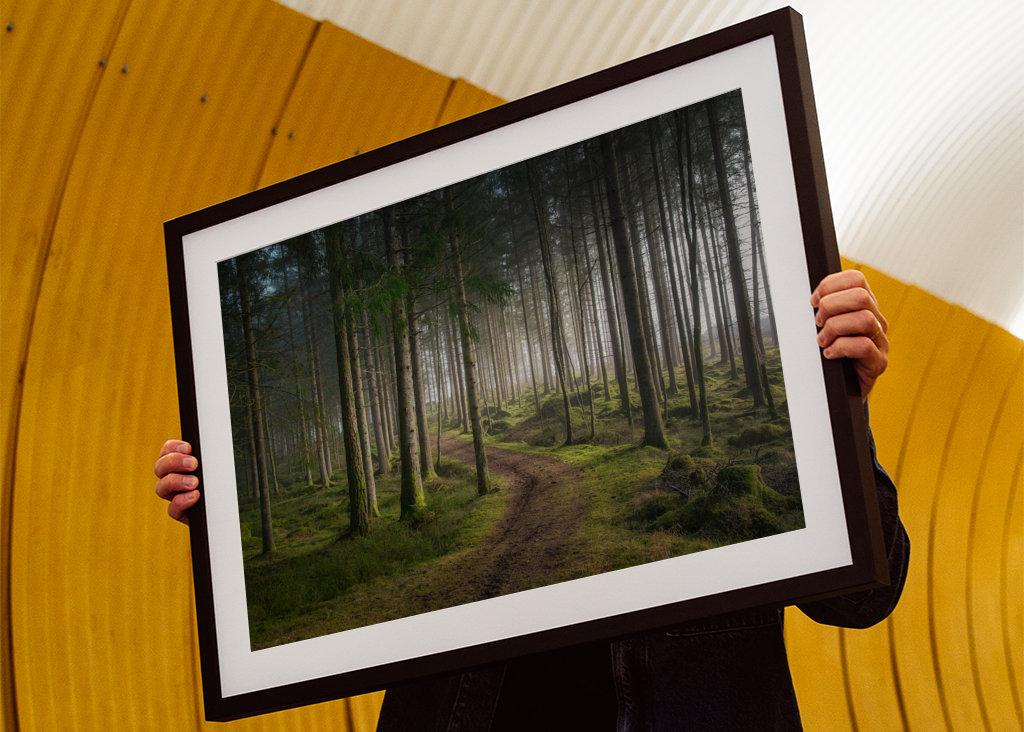 A morning in the woods