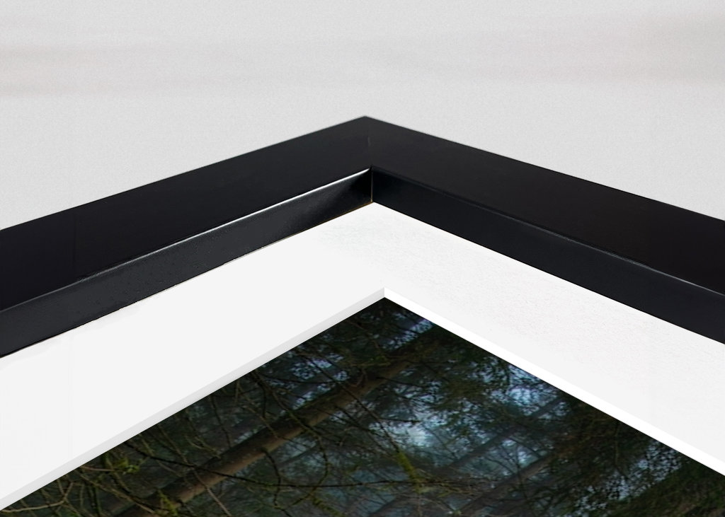 A morning in the woods