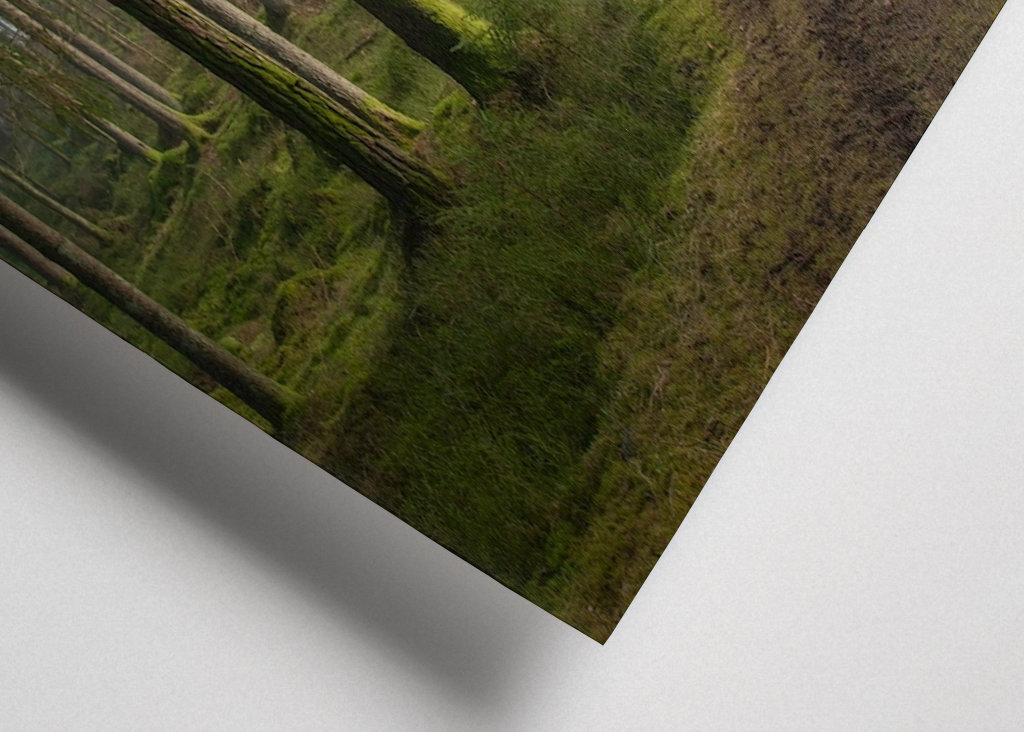 A morning in the woods