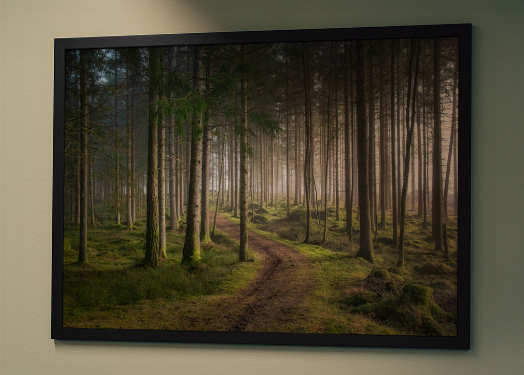 A morning in the woods