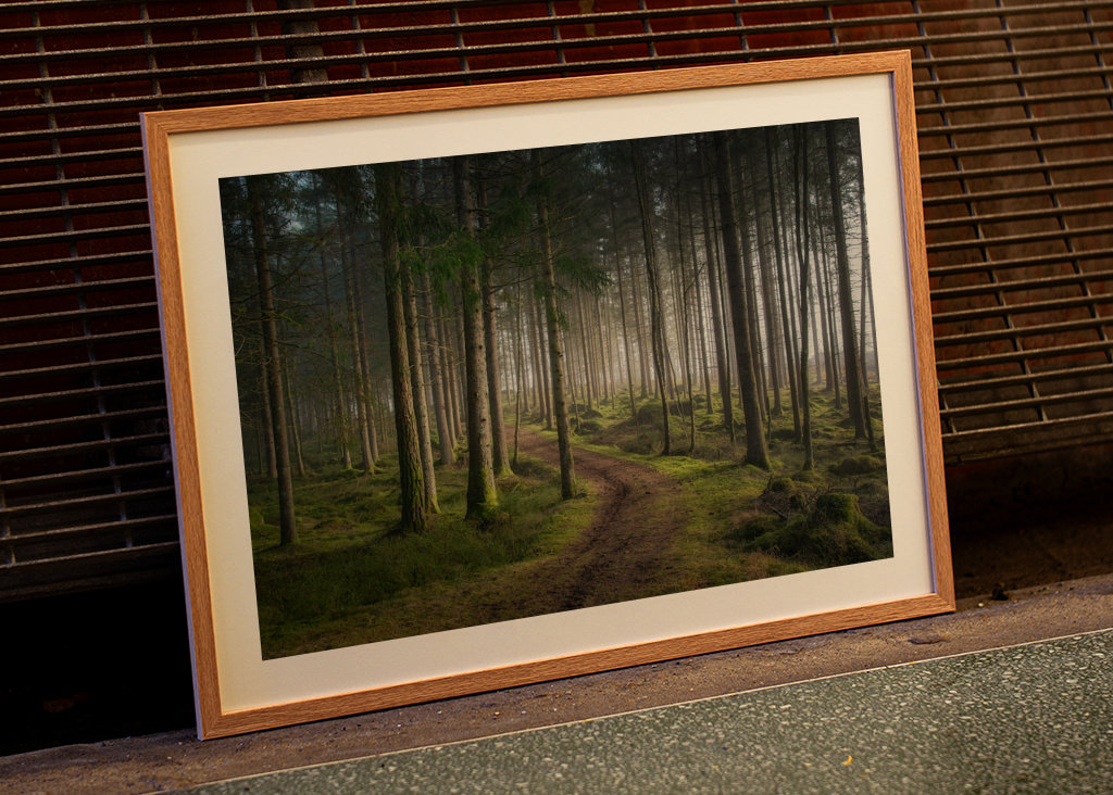 A morning in the woods