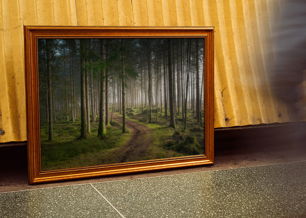 A morning in the woods