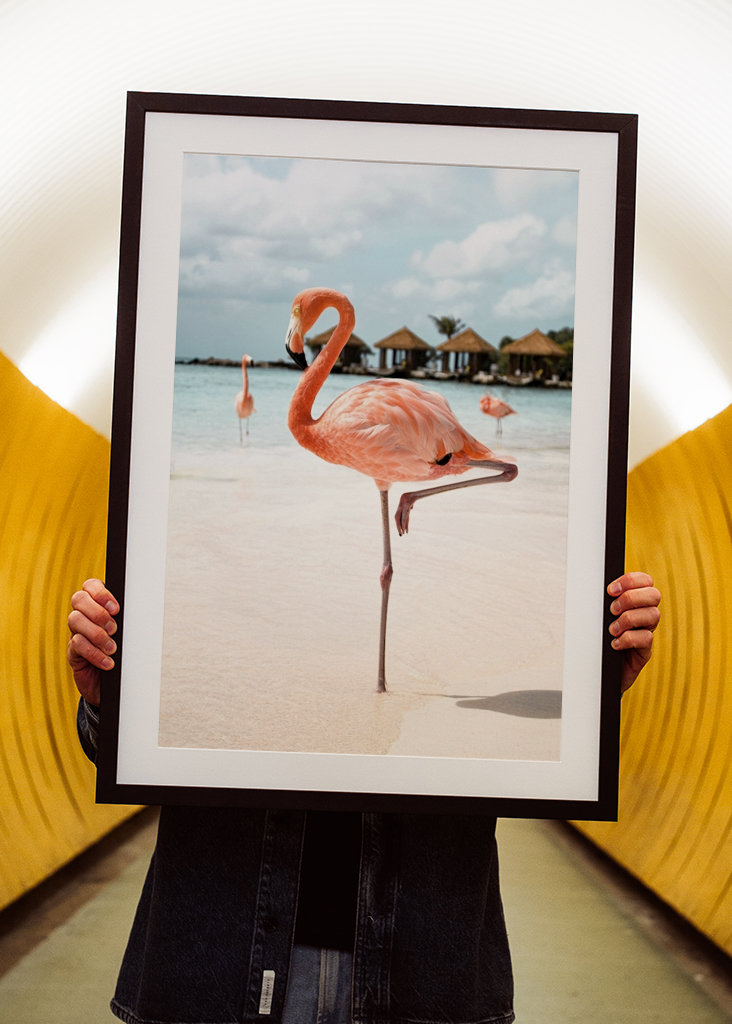 Flamenco rosado en la isla de Aruba