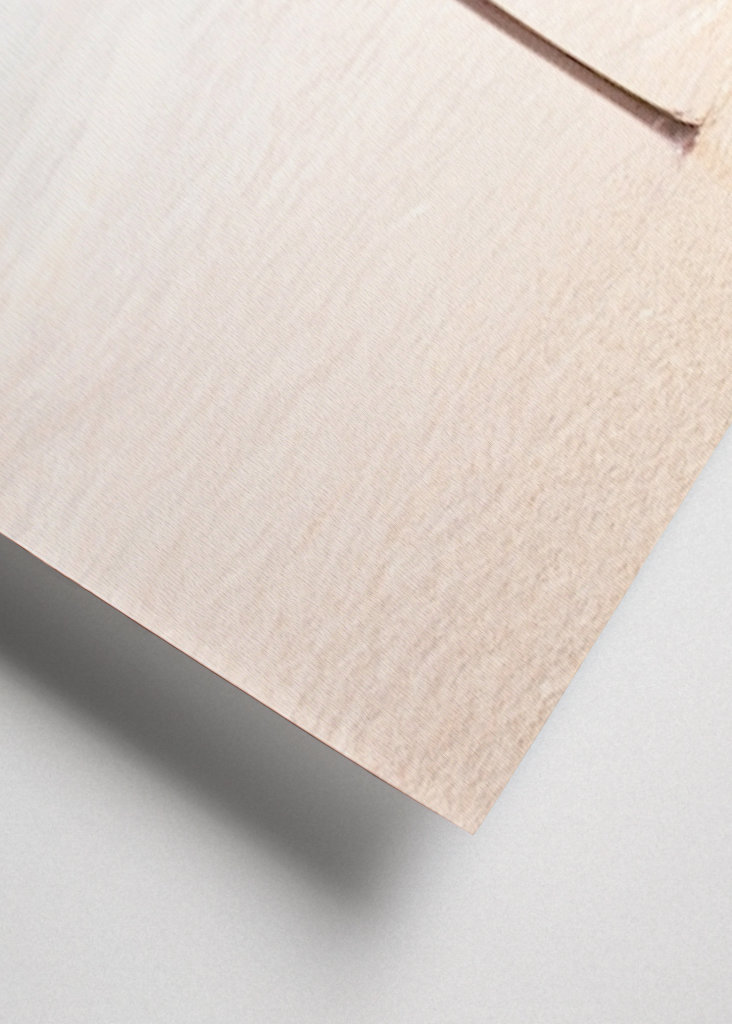 Flamenco rosado en la isla de Aruba