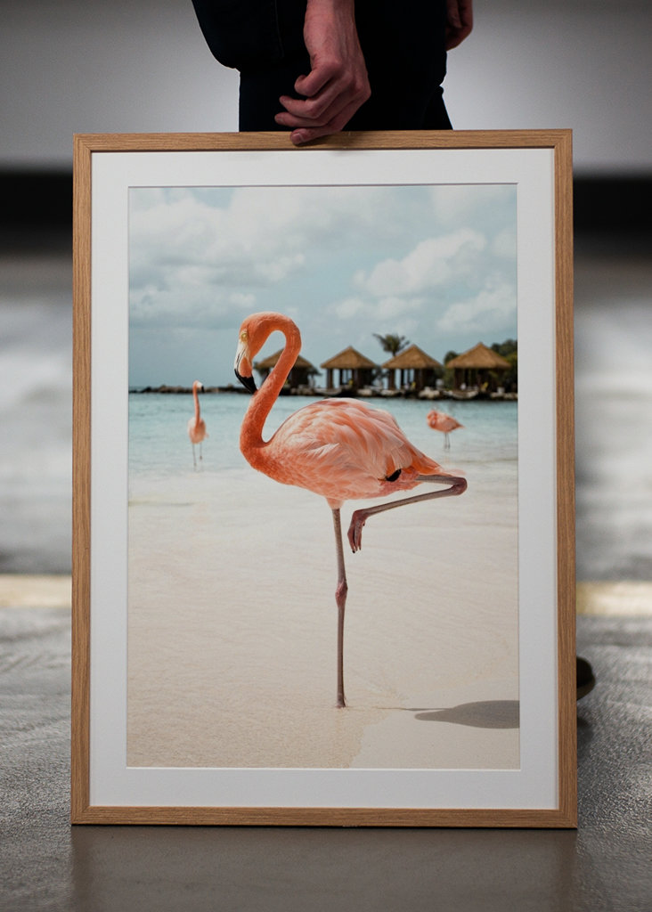 Flamenco rosado en la isla de Aruba