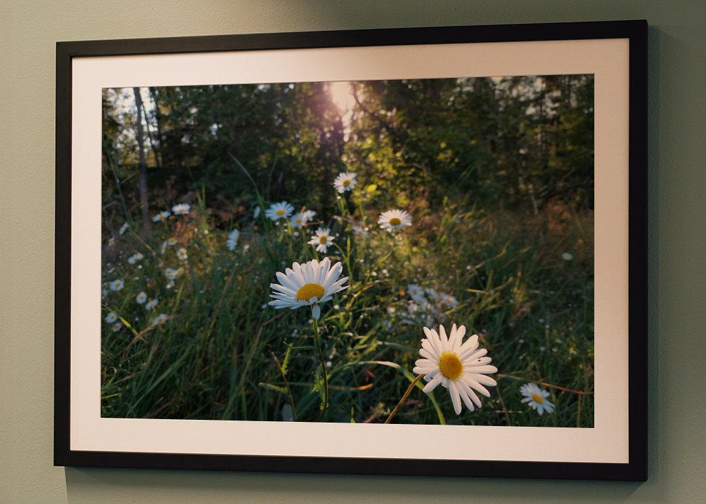 Sunrays and Daisies 2