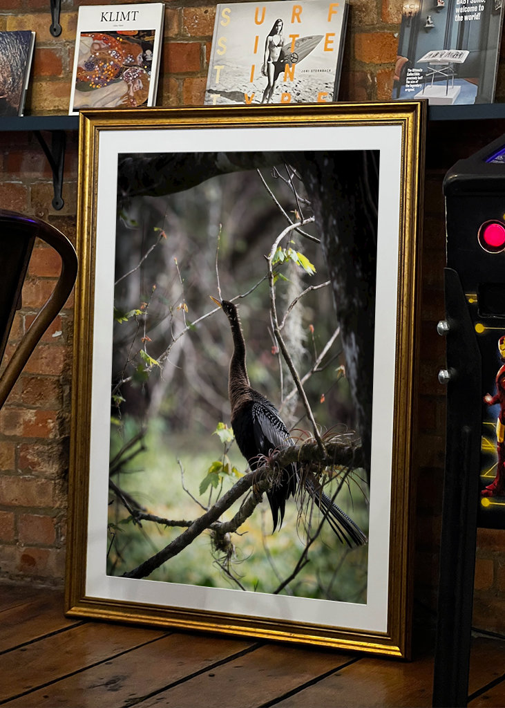 Amerikanischer Schlangenhalsvogel