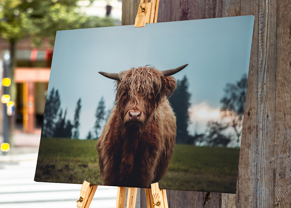 Highland cattle portrait