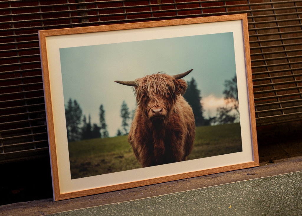 Highland cattle portrait