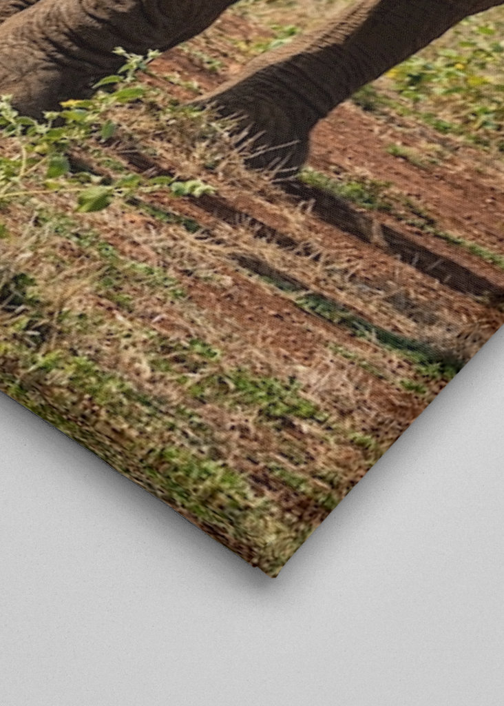 Portrett av ungelefant