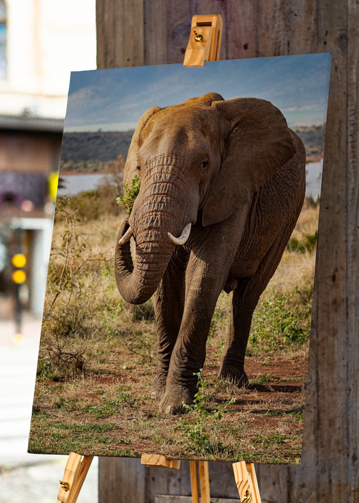 Portrett av ungelefant