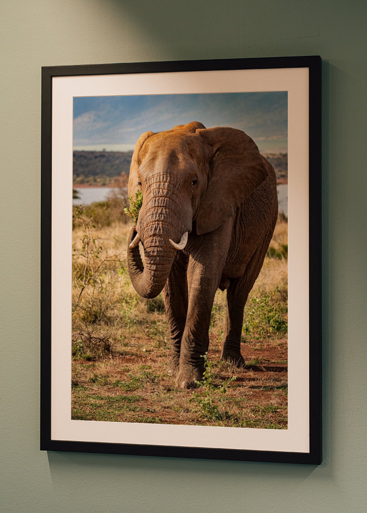 Portrett av ungelefant