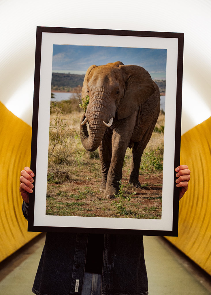 Portrett av ungelefant