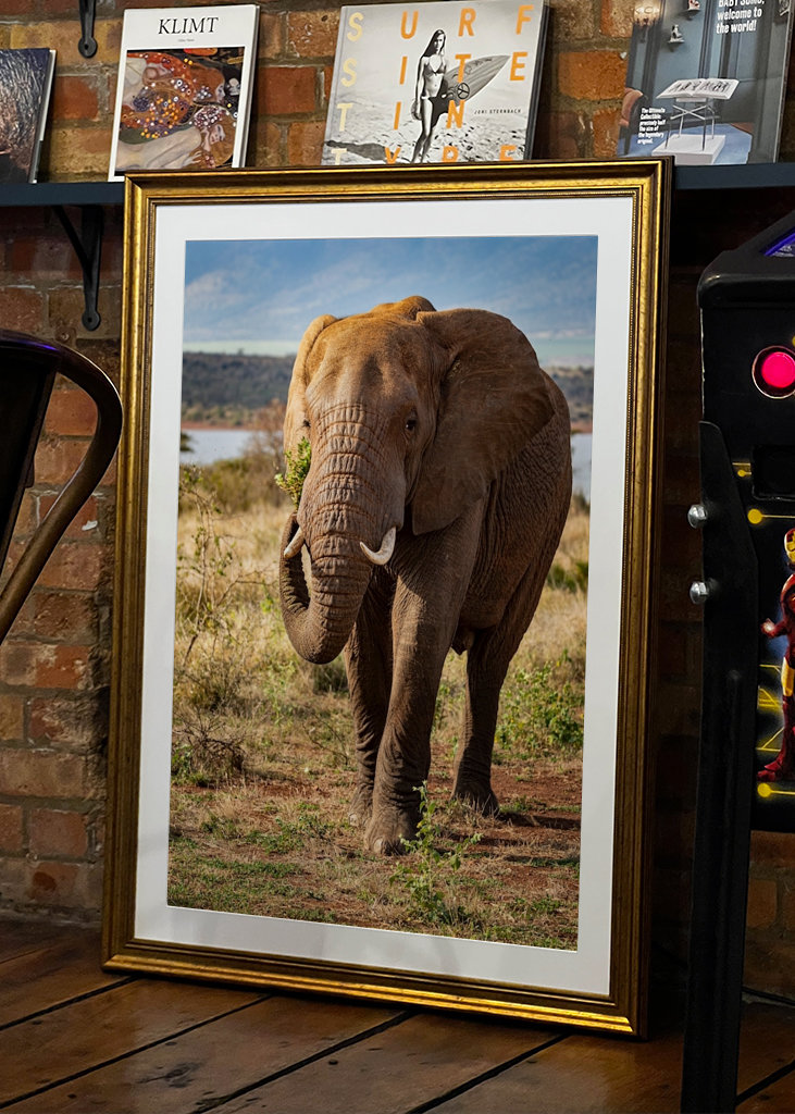 Portrett av ungelefant