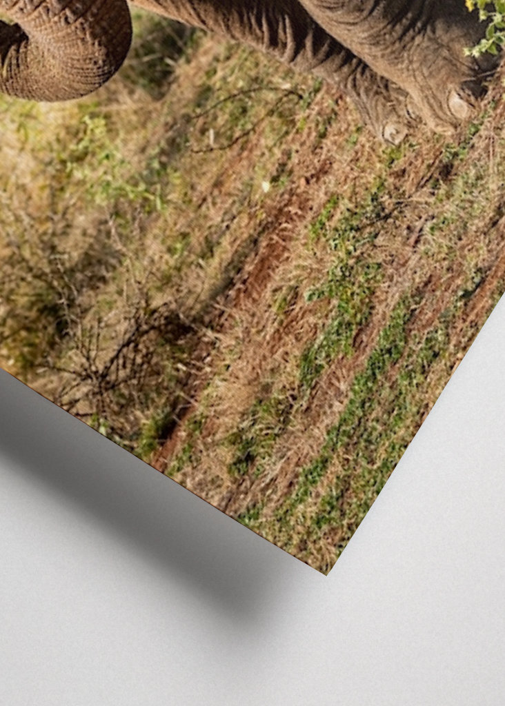 Portrett av ungelefant