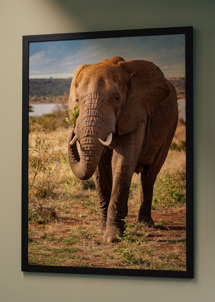 Portrett av ungelefant