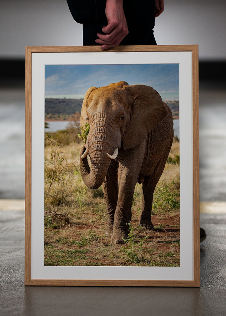 Portrett av ungelefant