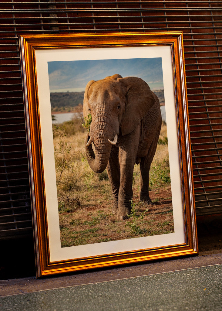 Portrett av ungelefant