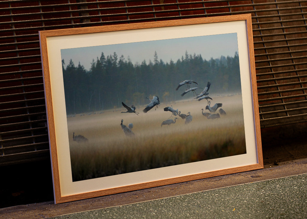 The cranes come in overnight