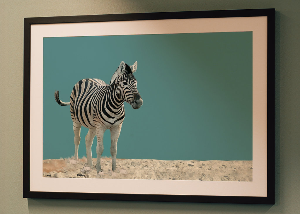 Lonely Zebra